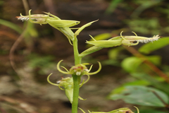 Habenaria elwesii